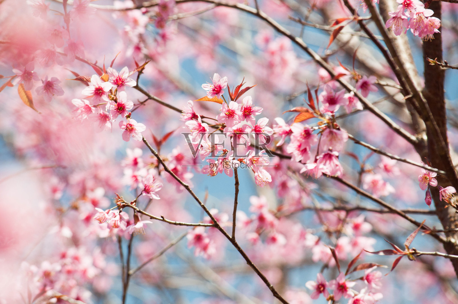 野生喜马拉雅樱桃照片摄影图片