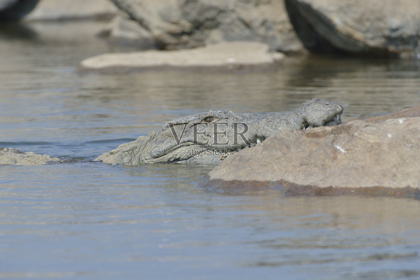 克罗科迪尔，兰甘蒂图鸟类保护区照片摄影图片