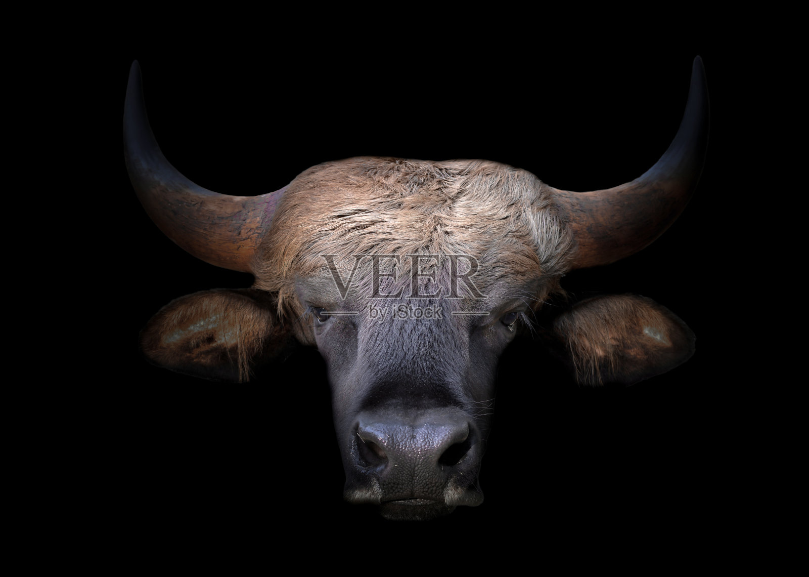 黑暗中野牛的头照片摄影图片