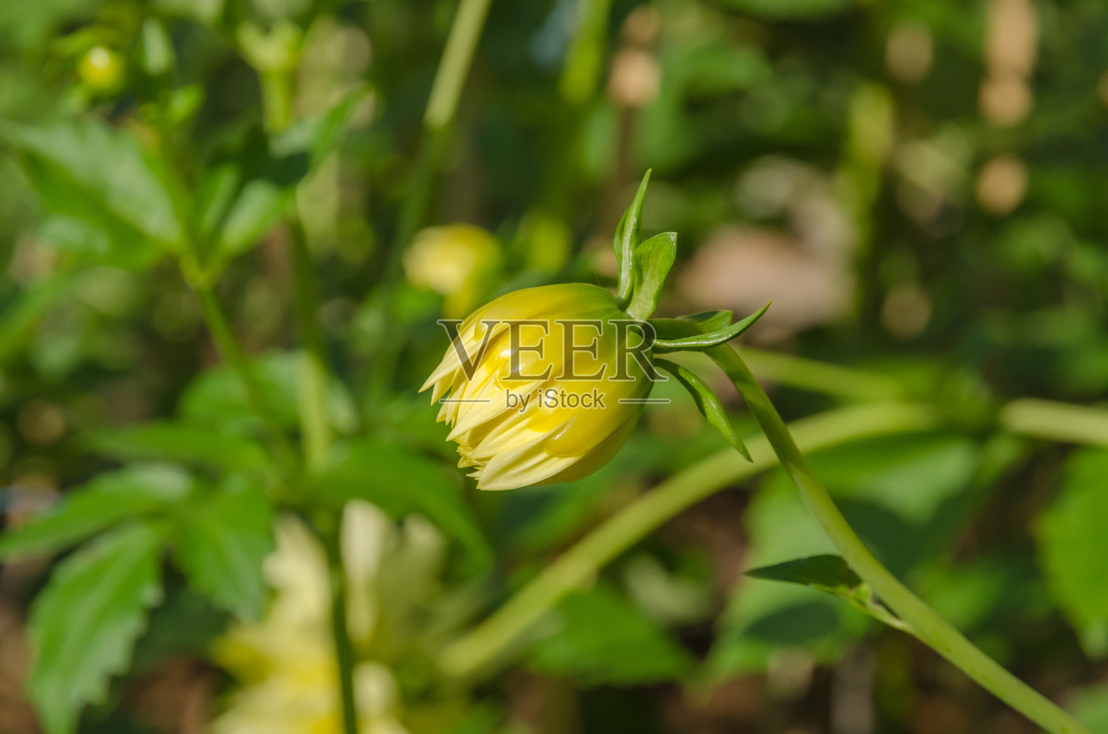 黄色的大丽花芽照片摄影图片