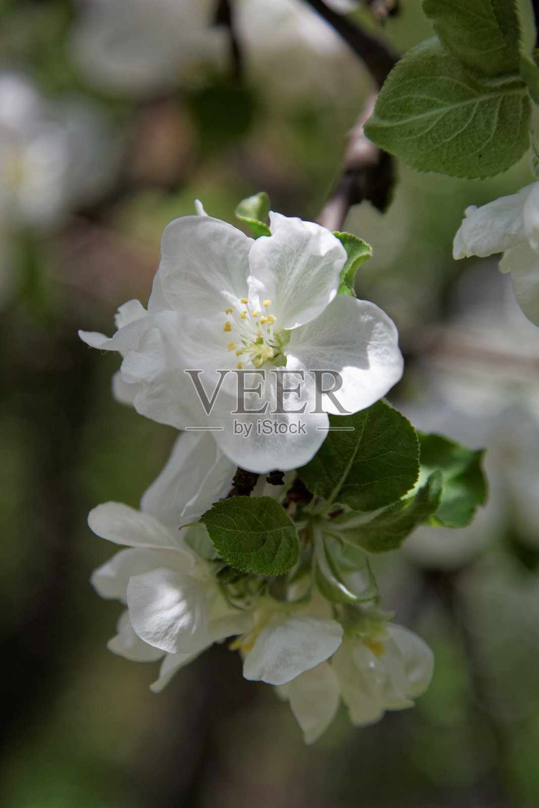 在一个晴朗的日子开花的苹果树。照片摄影图片