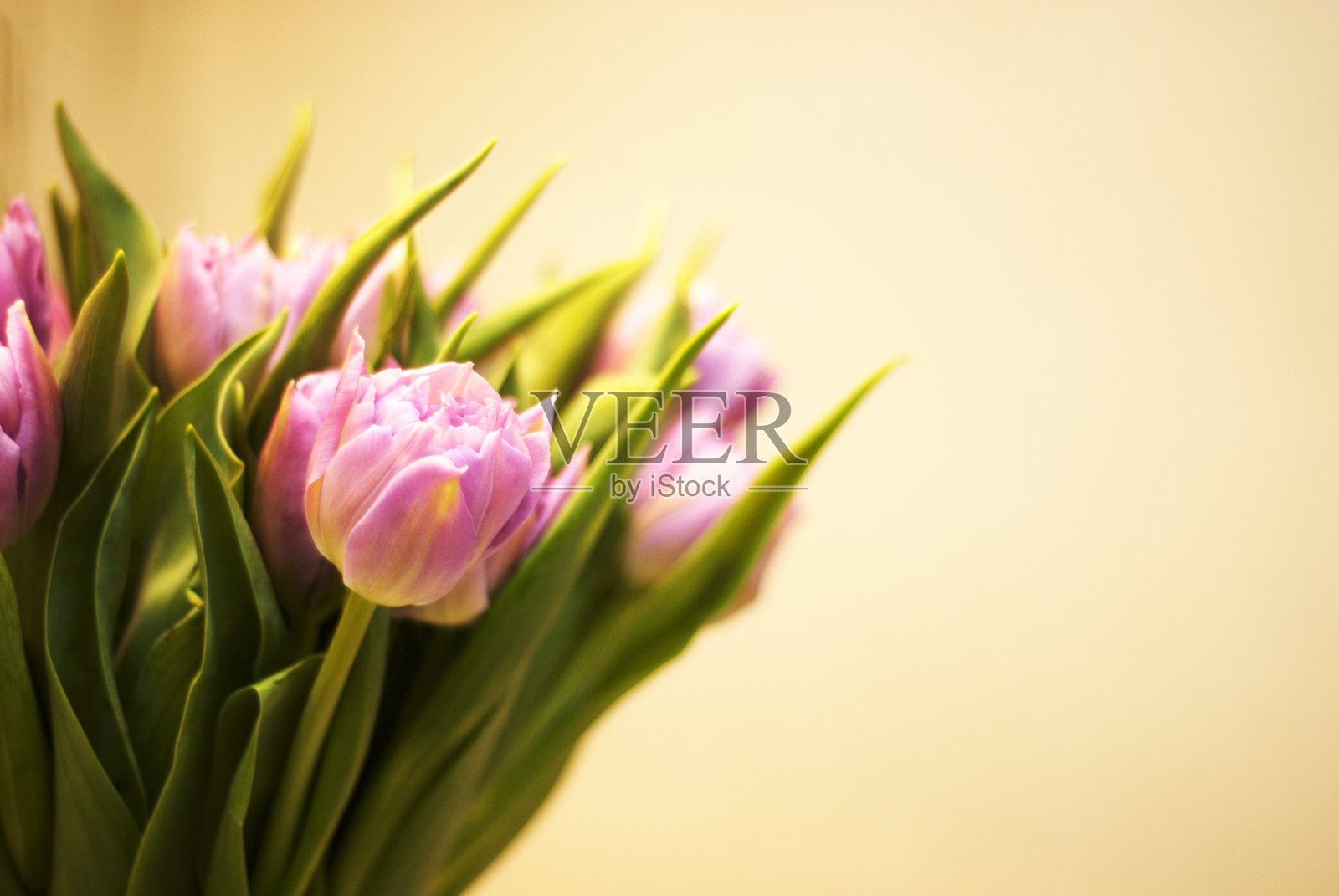 米色背景上的一束紫色郁金香照片摄影图片