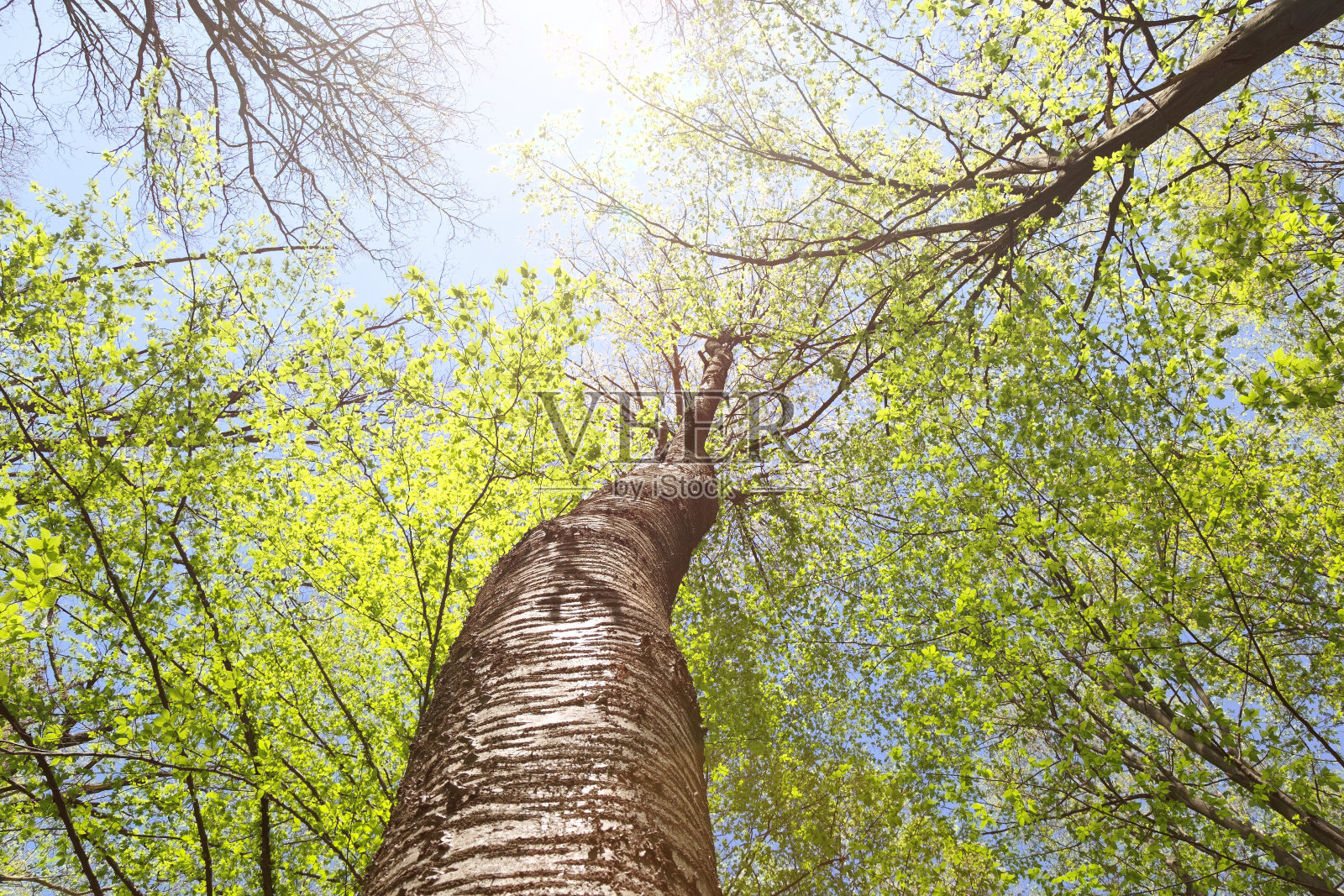 以蓝天为背景的树梢。照片摄影图片