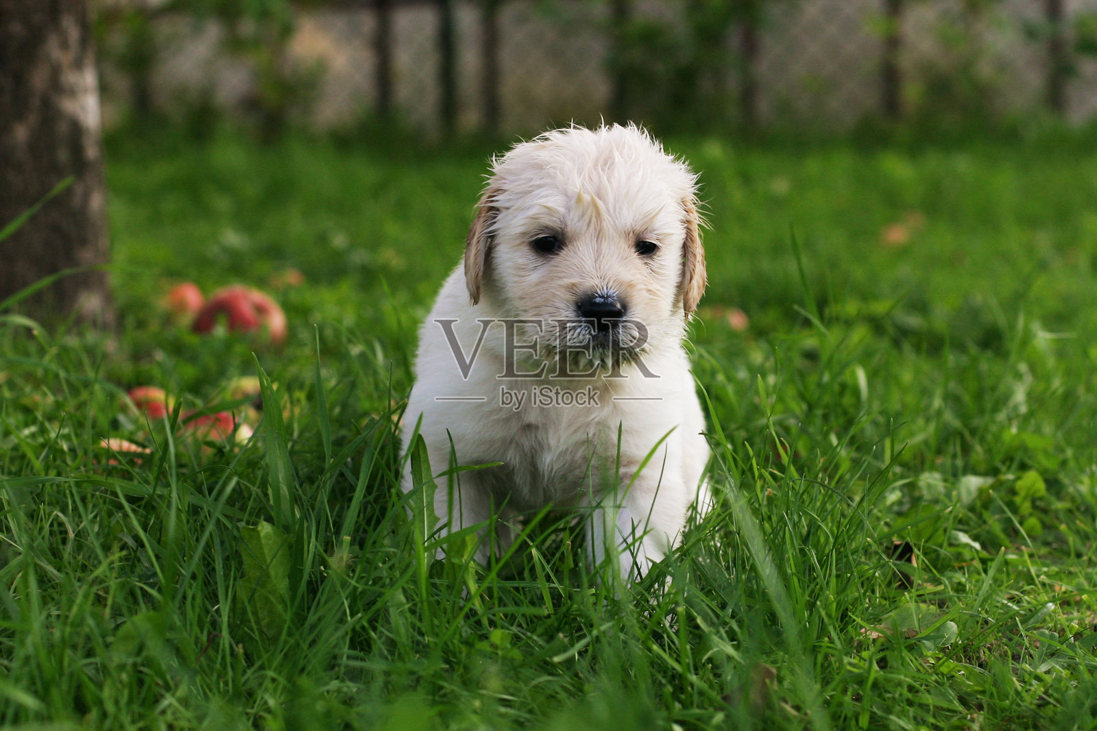 金毛猎犬小狗。照片摄影图片
