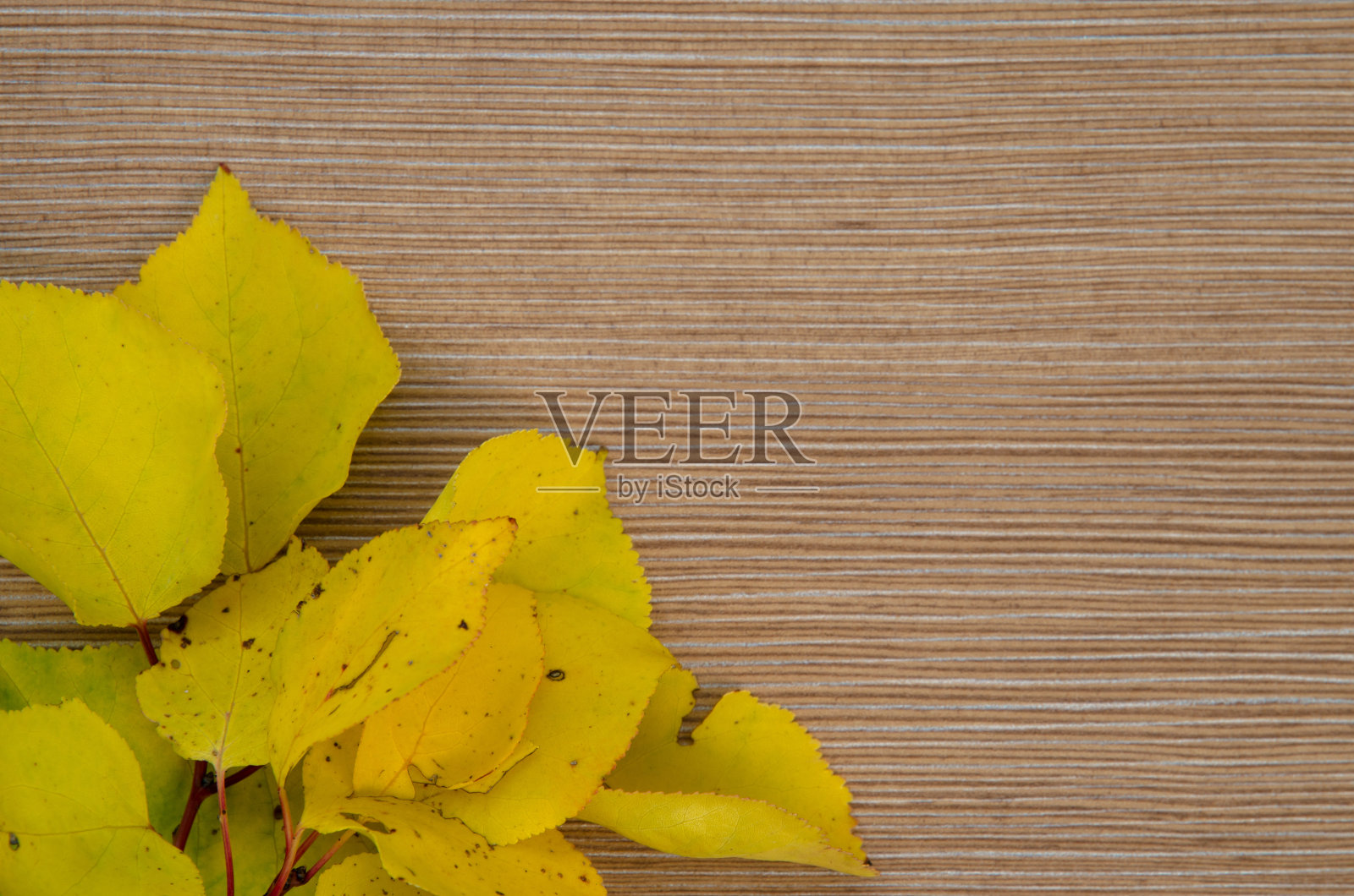 秋天的落叶照片摄影图片