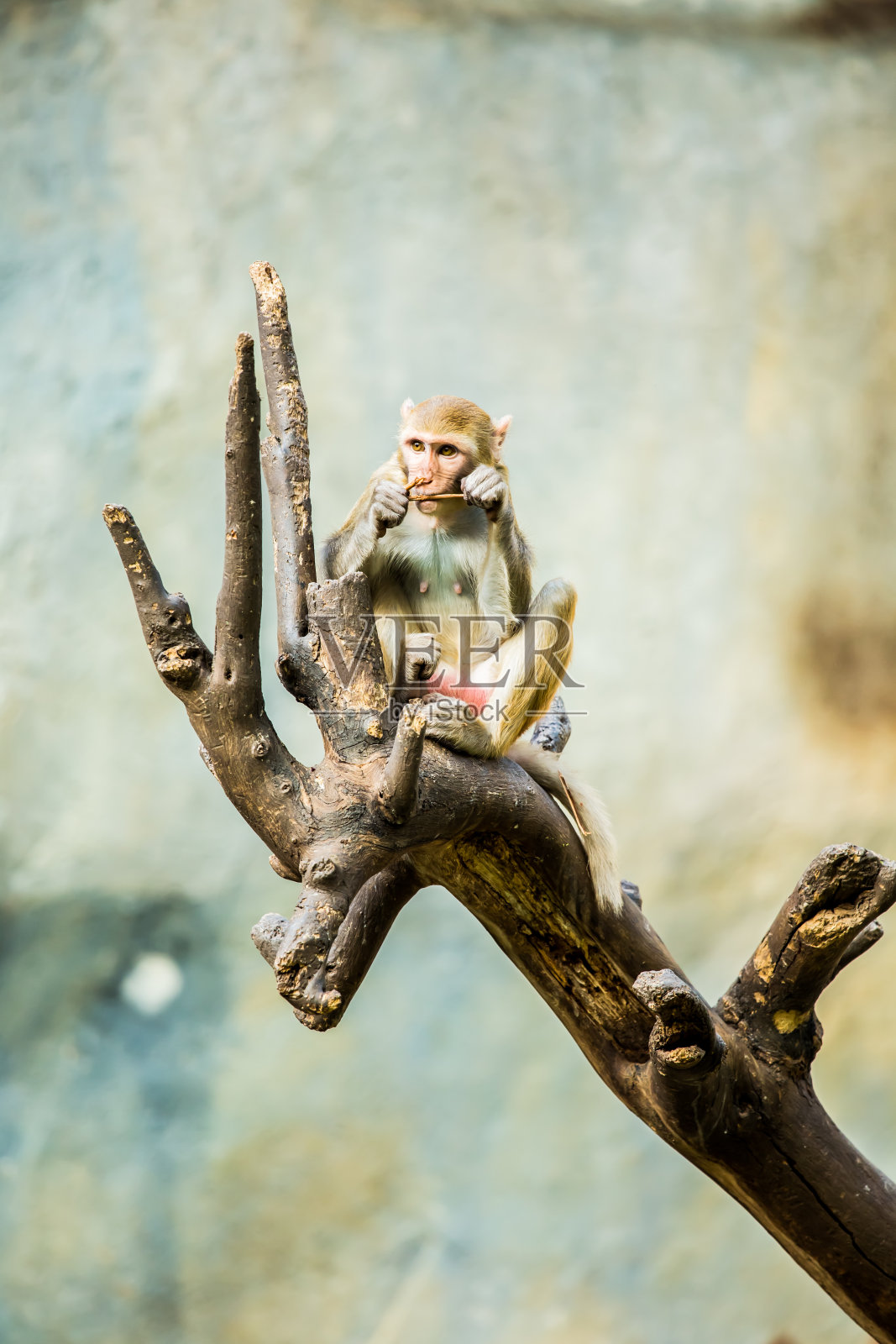 泰国清迈的一只猴子照片摄影图片