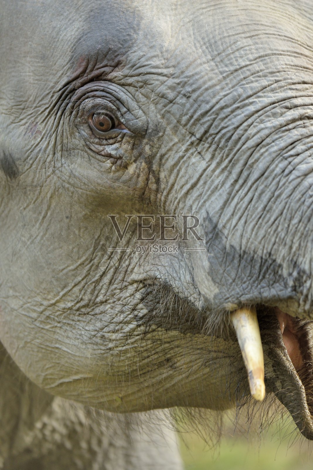 亚洲象照片摄影图片
