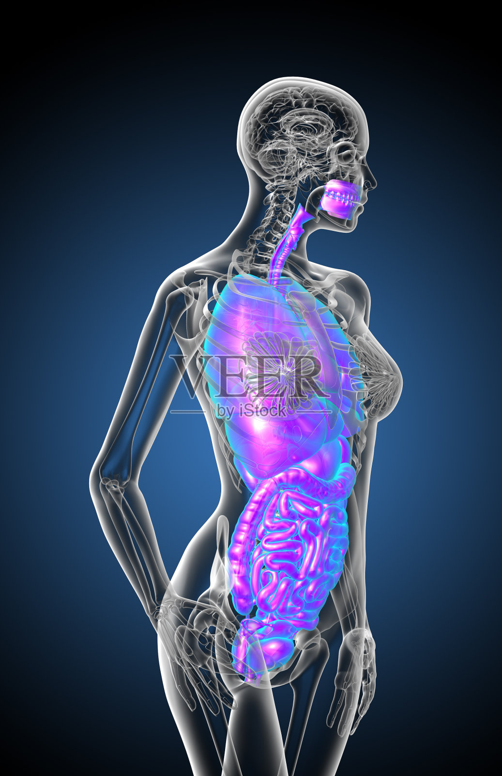 消化系统和呼吸系统的3d渲染医学插图照片摄影图片