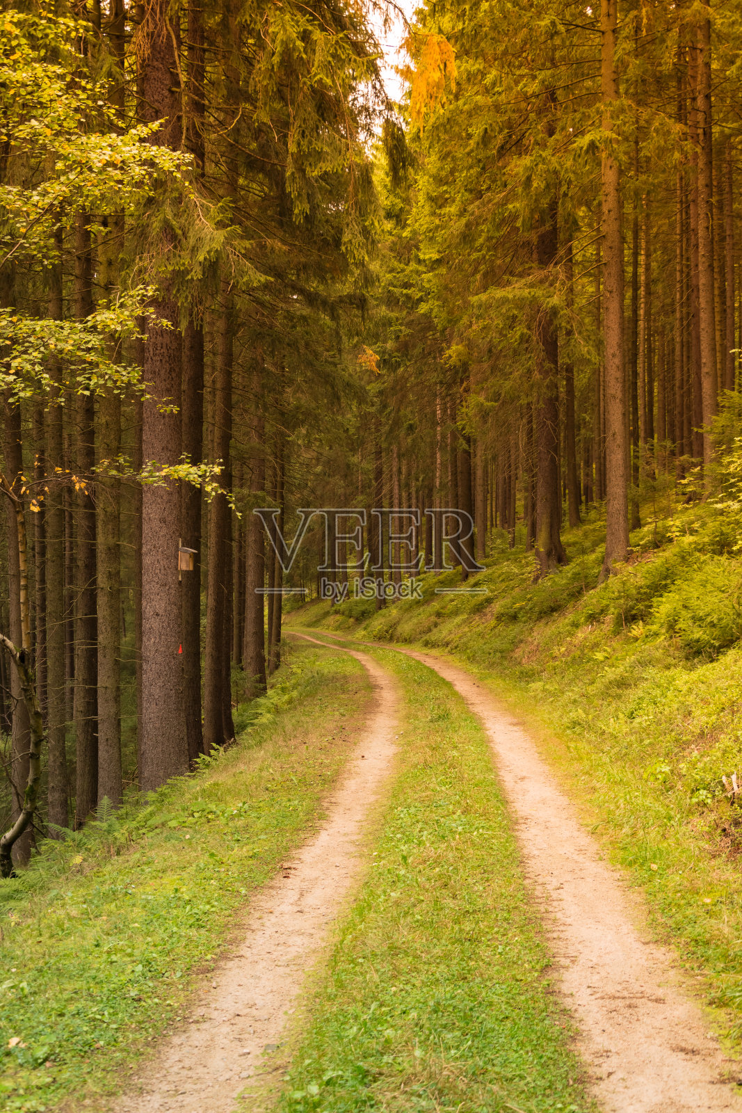 阳光普照的森林小径照片摄影图片