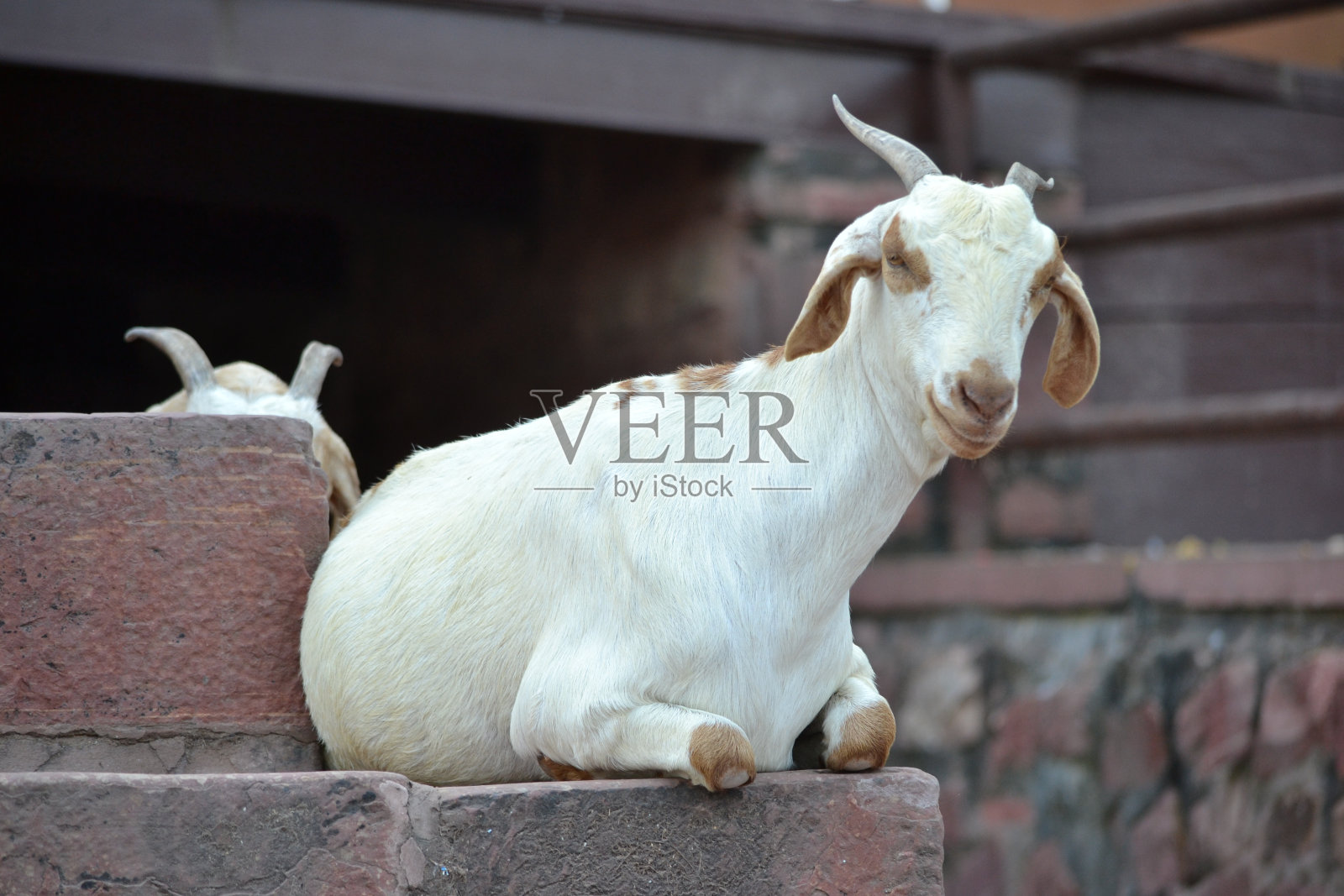 山羊在印度照片摄影图片