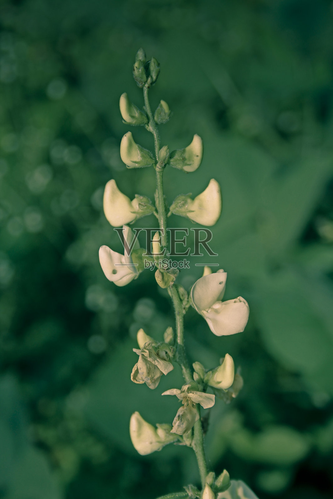 斑状天竺葵，斑状天竺葵，斑状天竺葵照片摄影图片