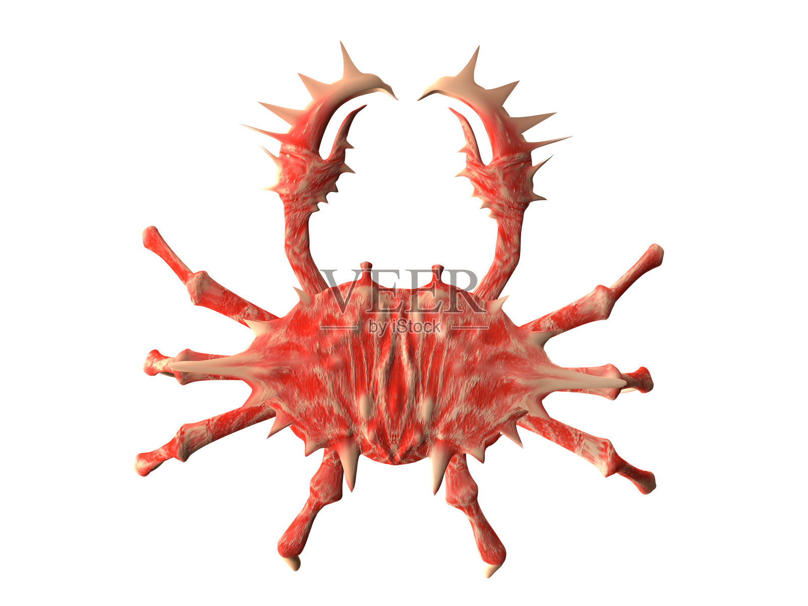 红蟹照片摄影图片