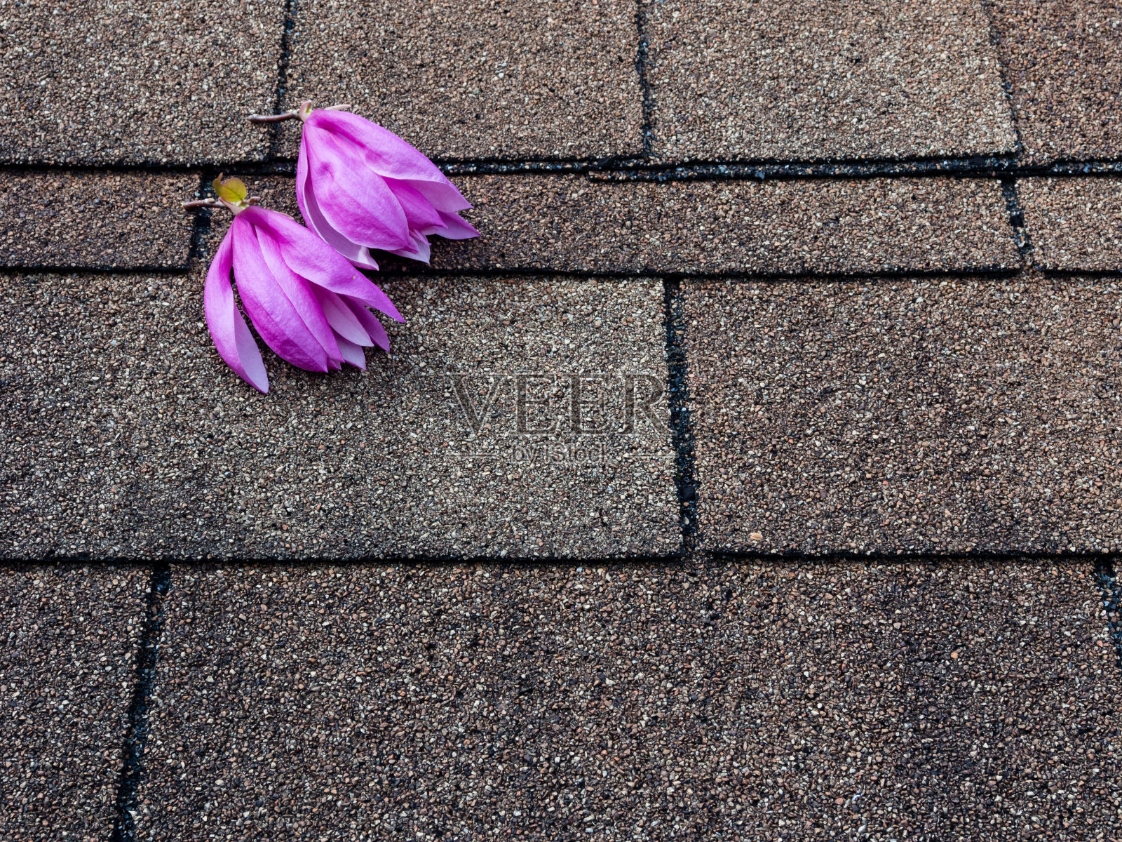 柏油瓦屋顶上的玉兰花照片摄影图片