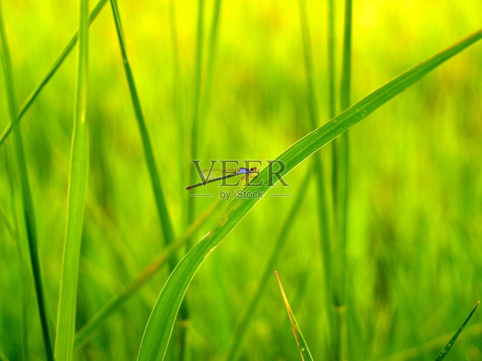 蜻蜓在自然界中照片摄影图片