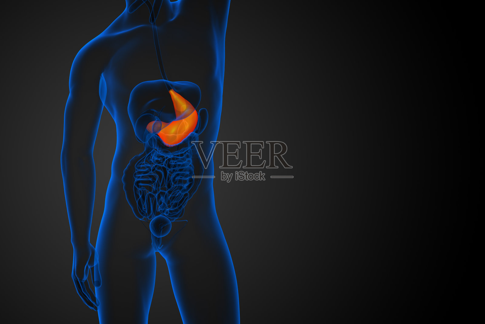 胃的3d渲染医学插图照片摄影图片