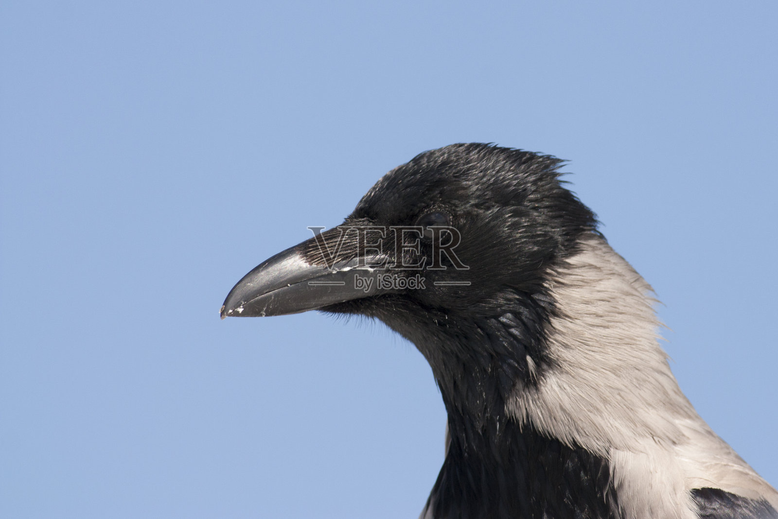 戴头巾的乌鸦照片摄影图片