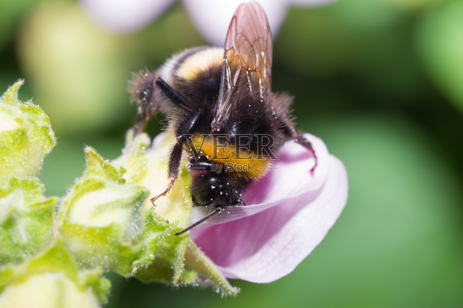 大黄蜂照片摄影图片