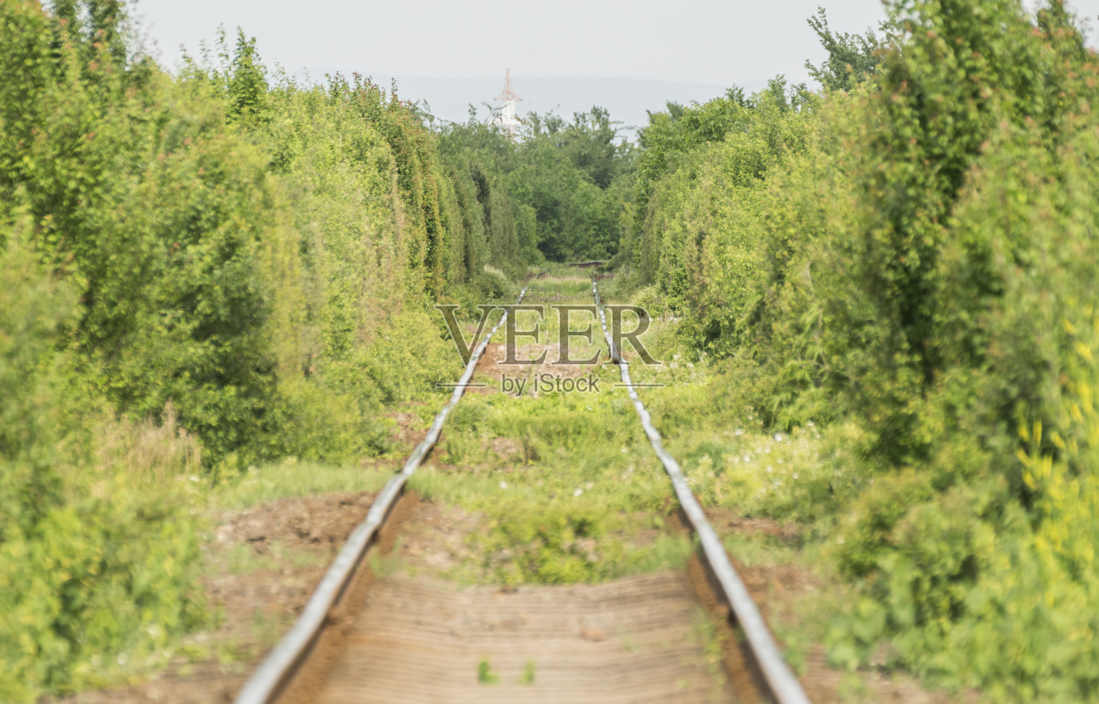 自然界中的火车轨道照片摄影图片