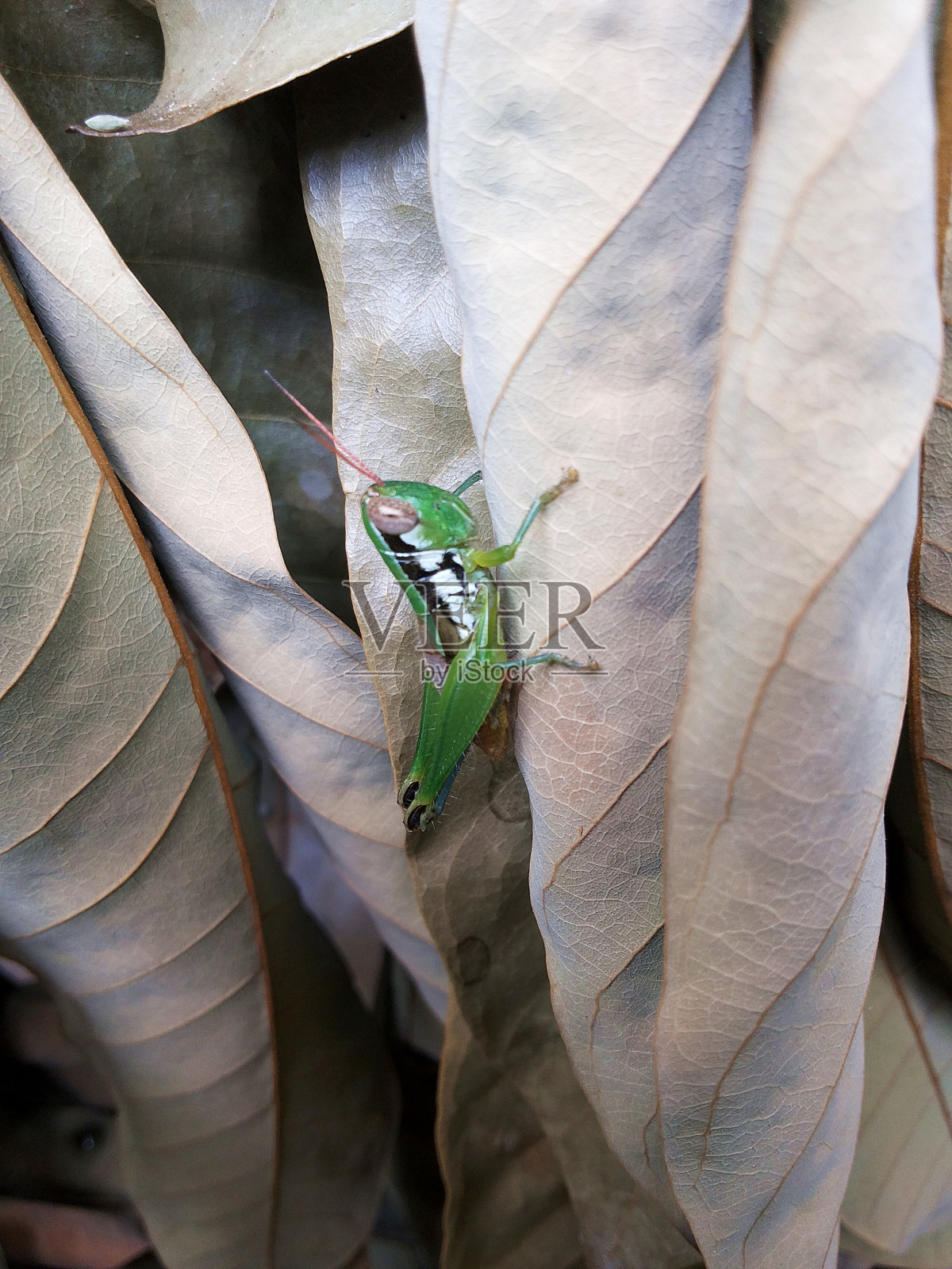 蚱蜢照片摄影图片