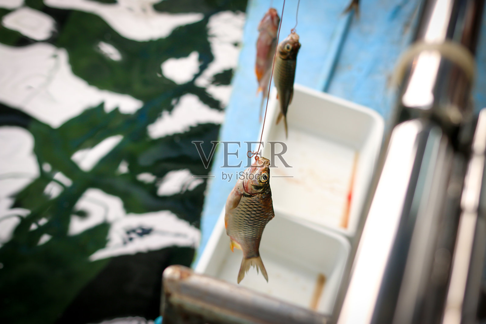 鲤鱼是巨舌鱼的猎物照片摄影图片