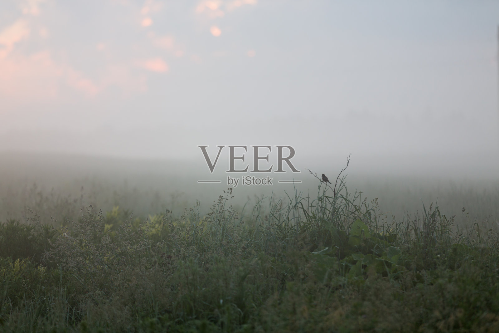 夜莺唱歌照片摄影图片