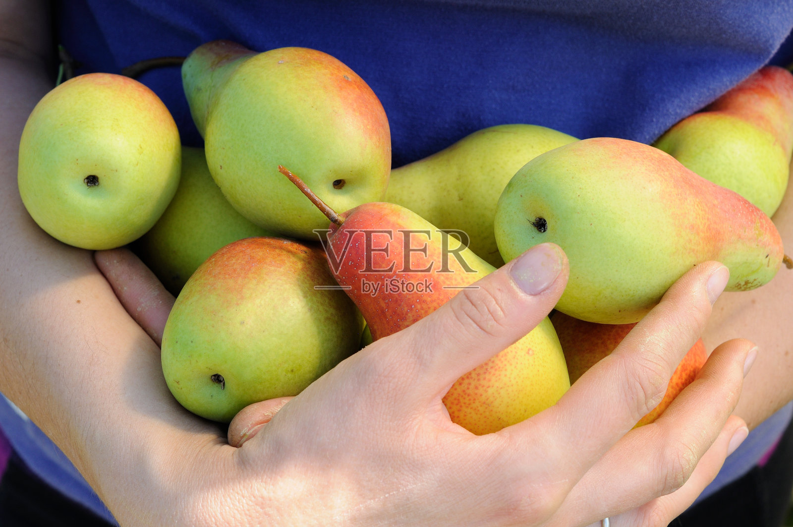 满怀的梨照片摄影图片