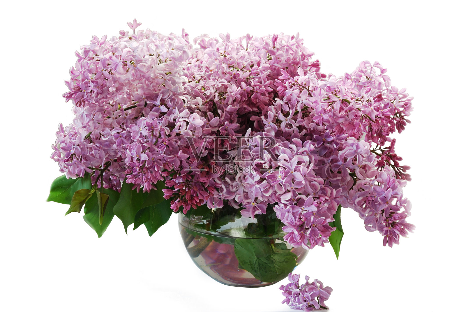 美丽的一束温和的春天丁香花孤立照片摄影图片