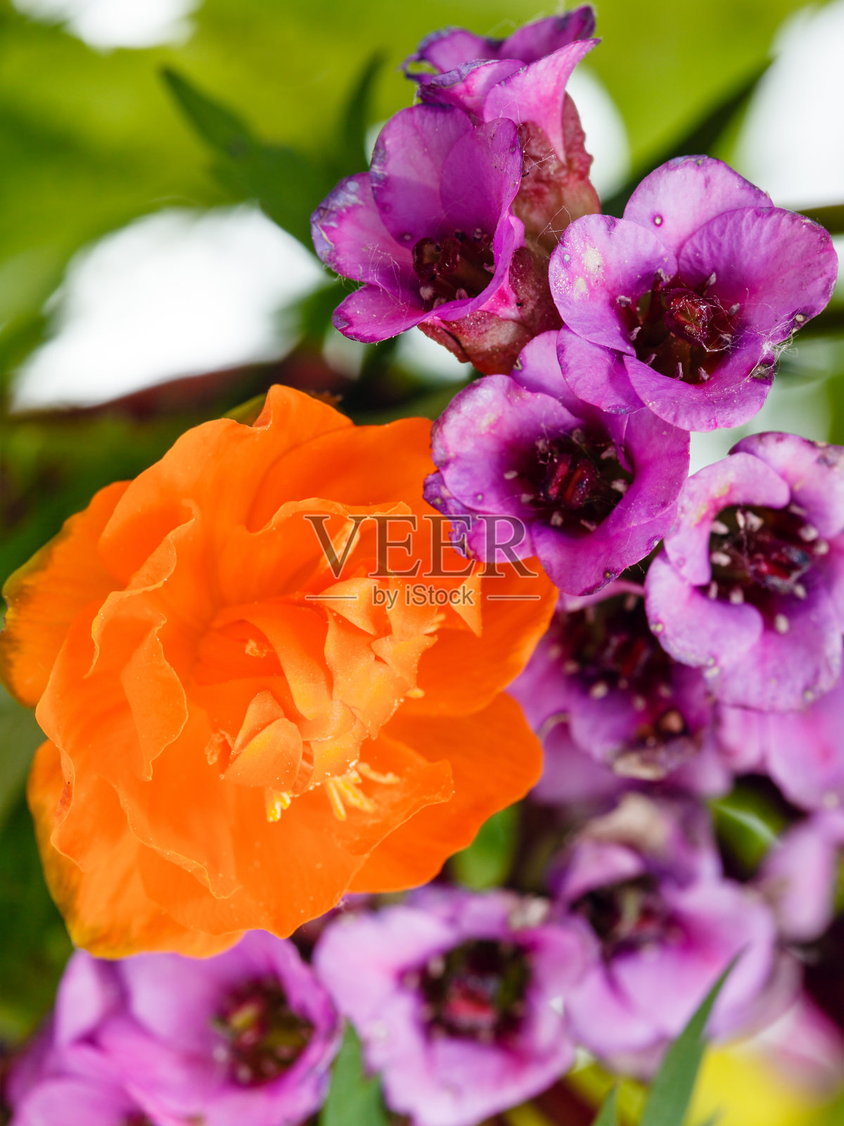 新鲜的特罗利乌斯花和卑尔根花合在一起照片摄影图片