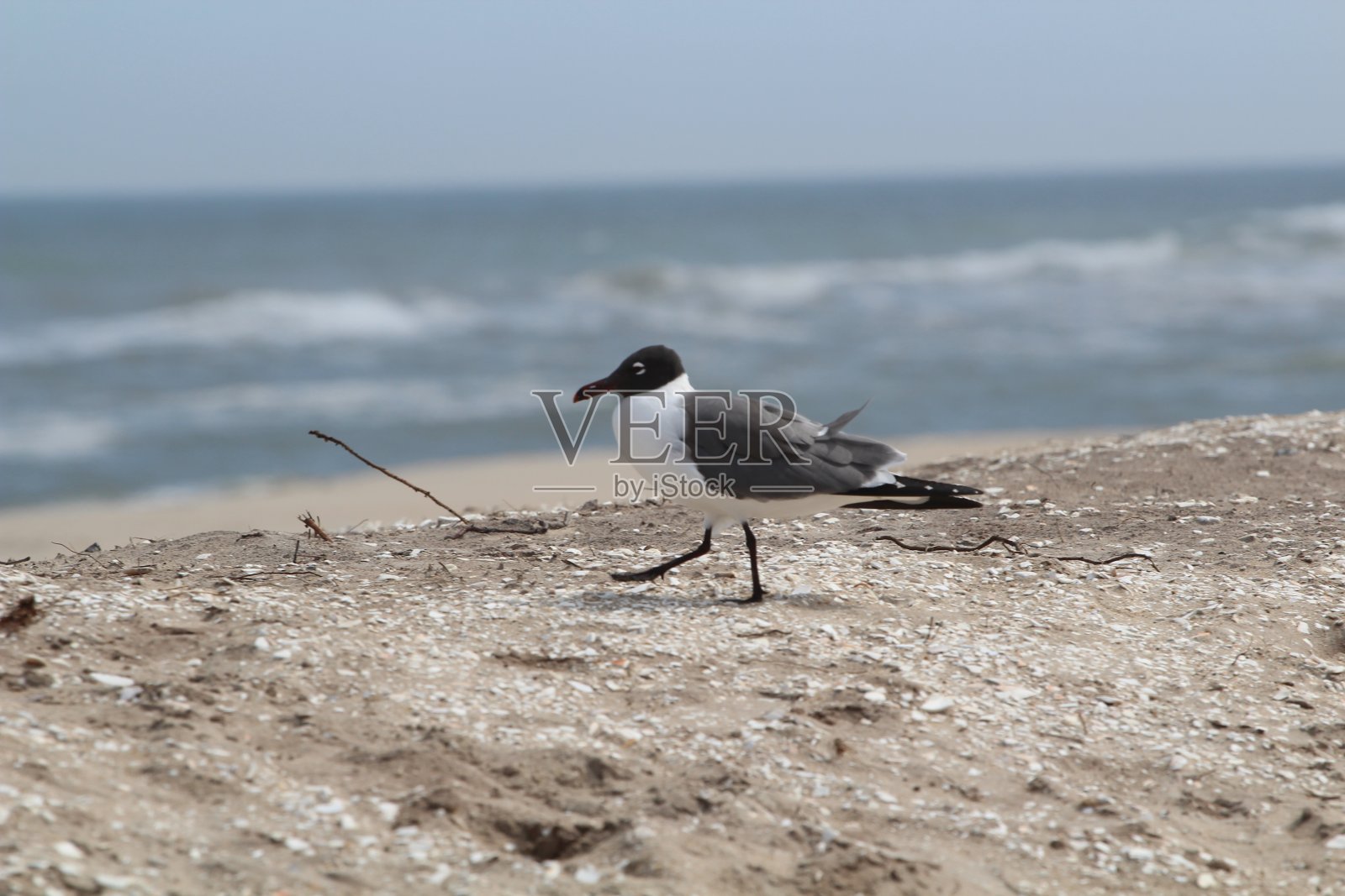 海鸥在海滩照片摄影图片