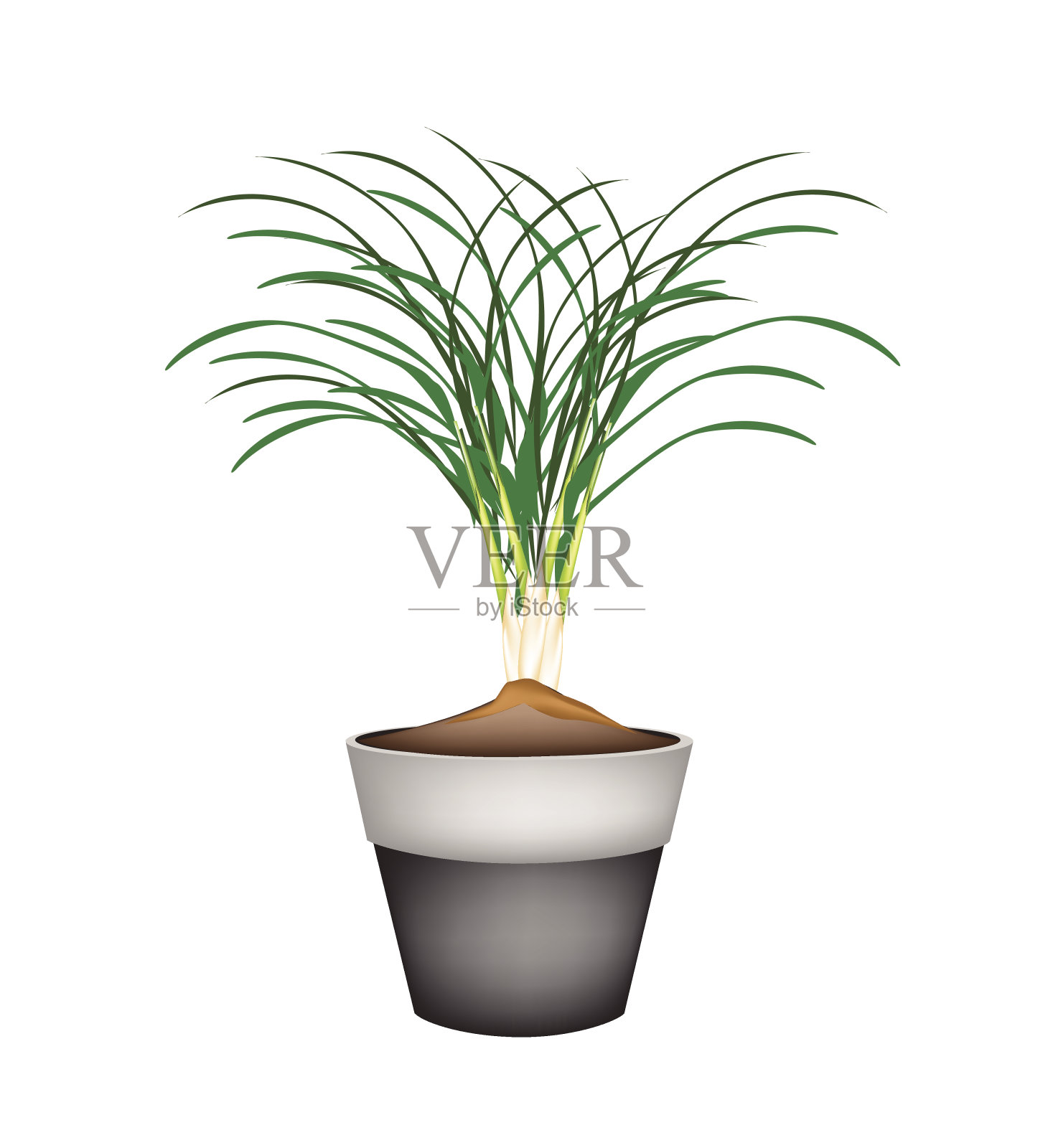 陶瓷花盆中的柠檬草设计元素图片