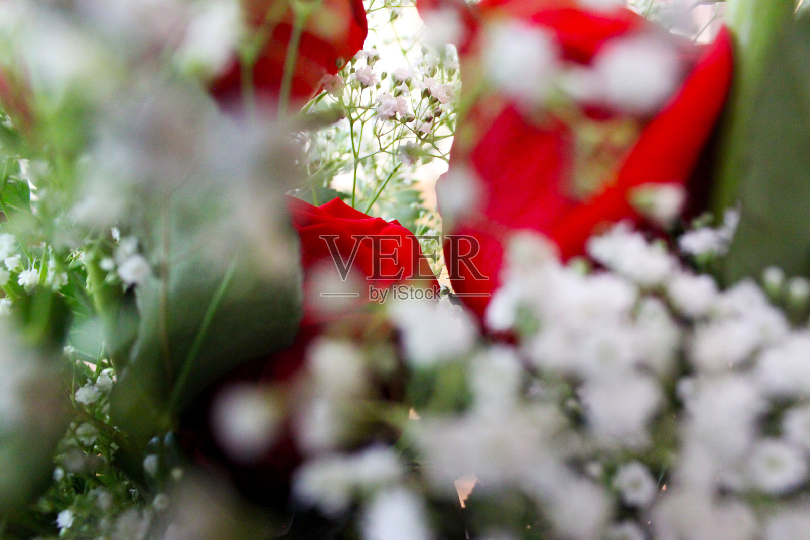 三朵红玫瑰，前景是白花照片摄影图片