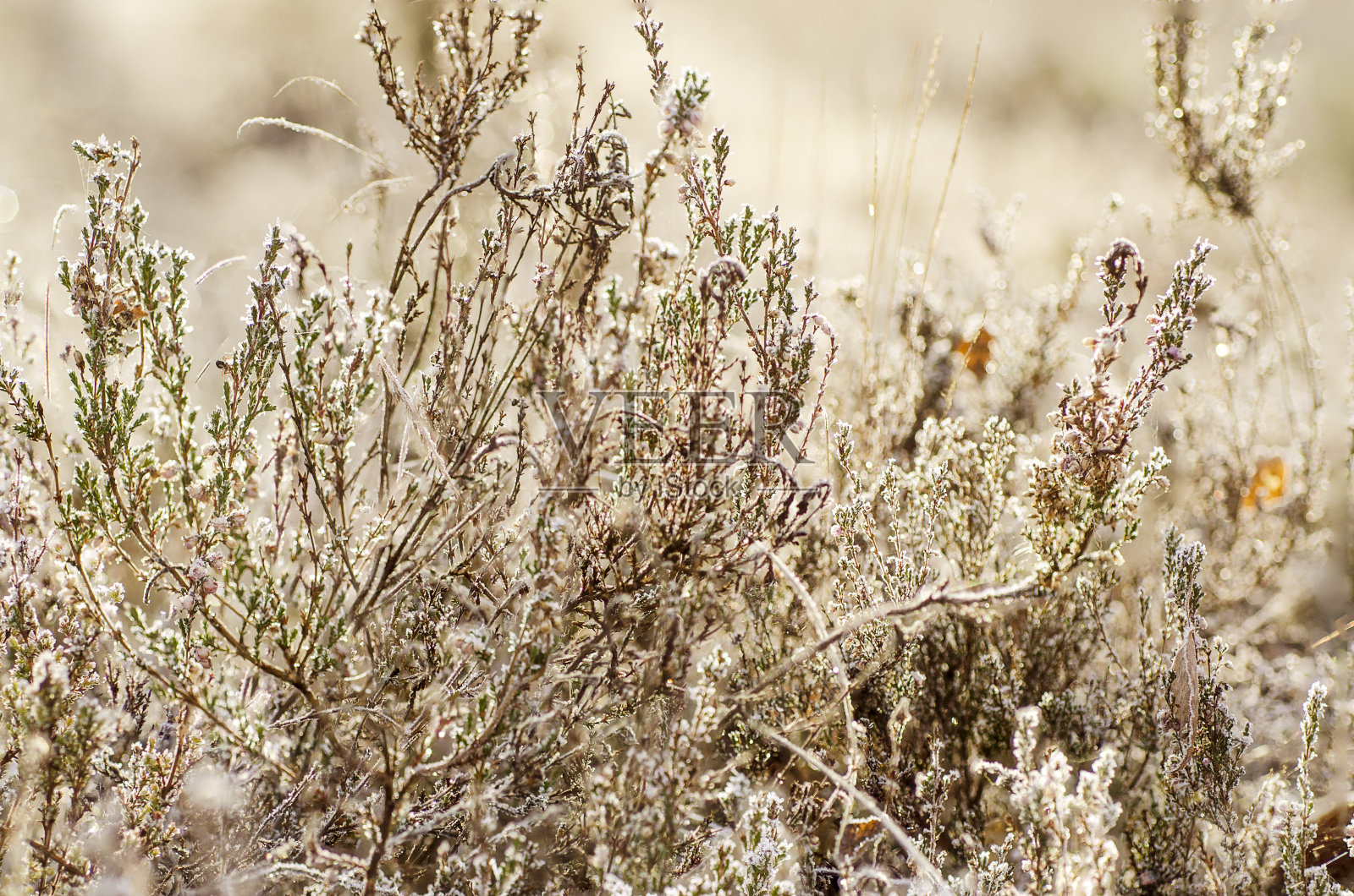 冰冻的石南花照片摄影图片