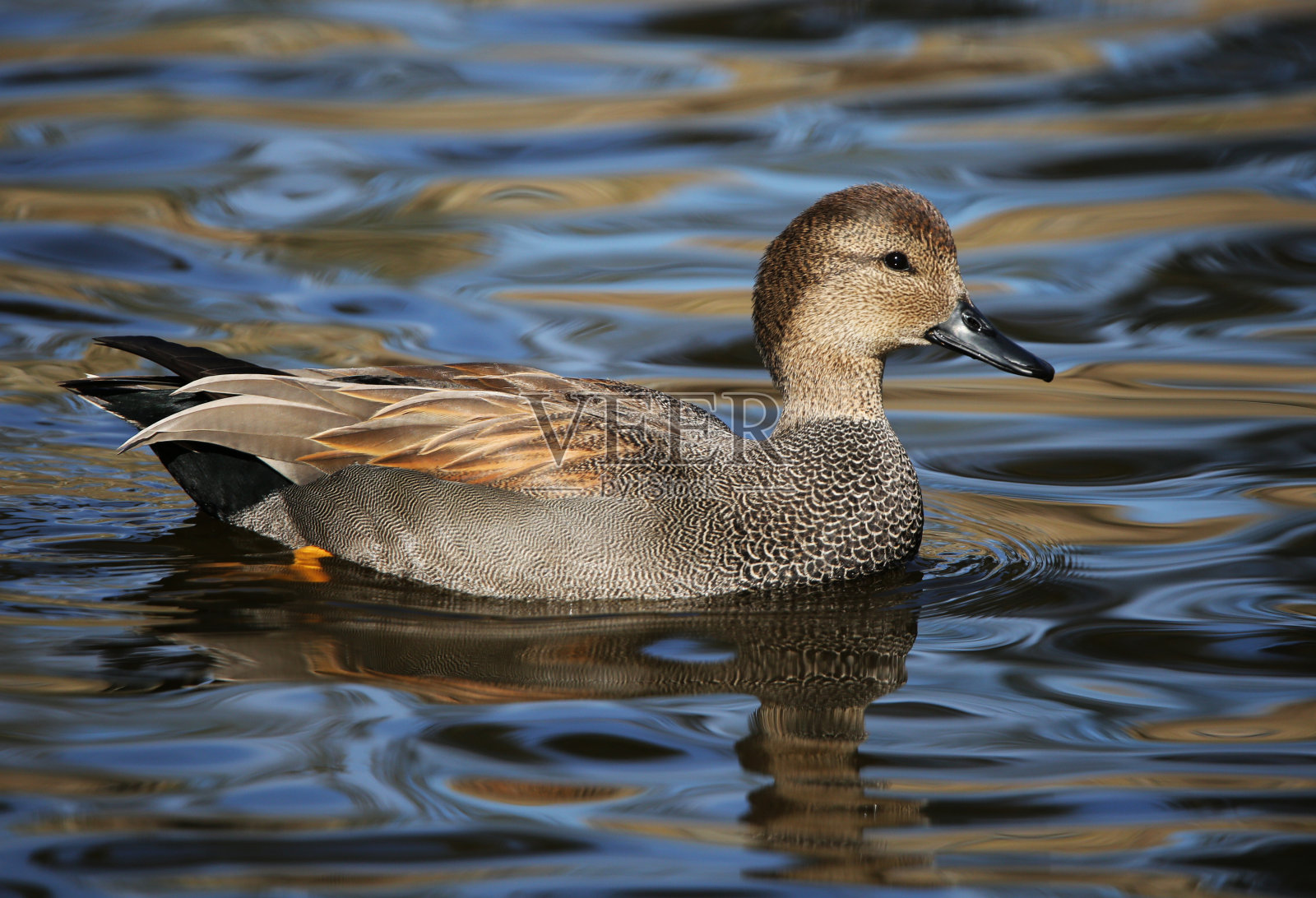 Gadwall鸭鸭照片摄影图片