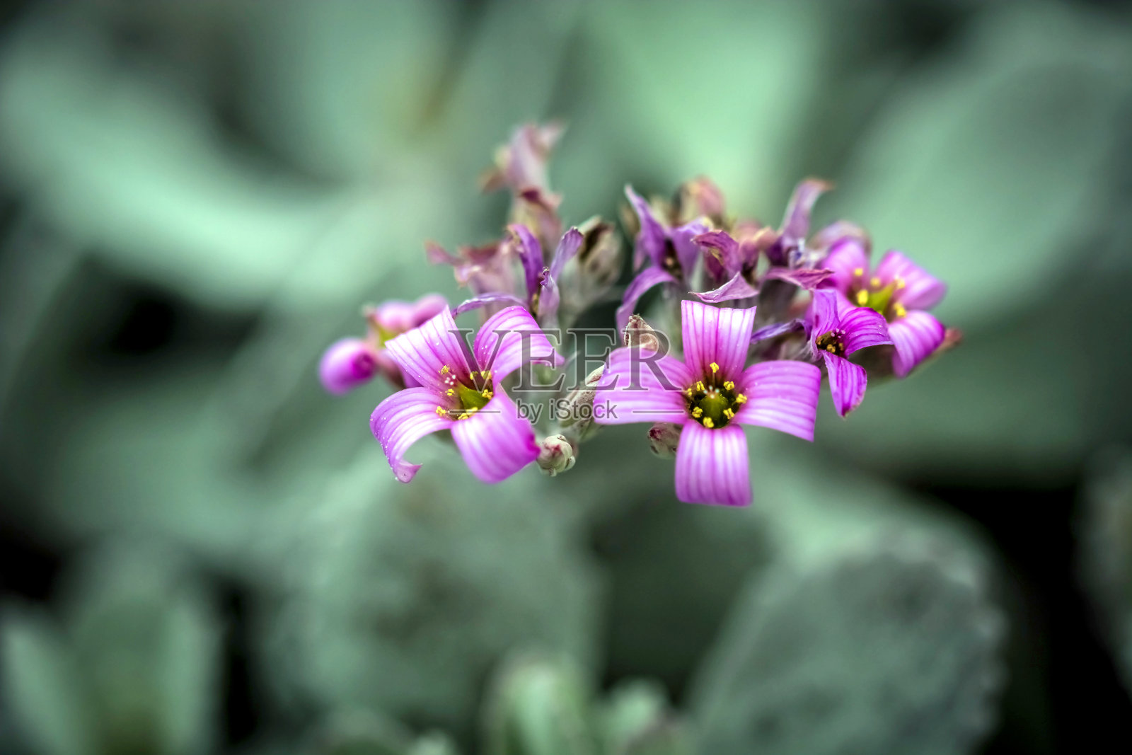 热带花园照片摄影图片