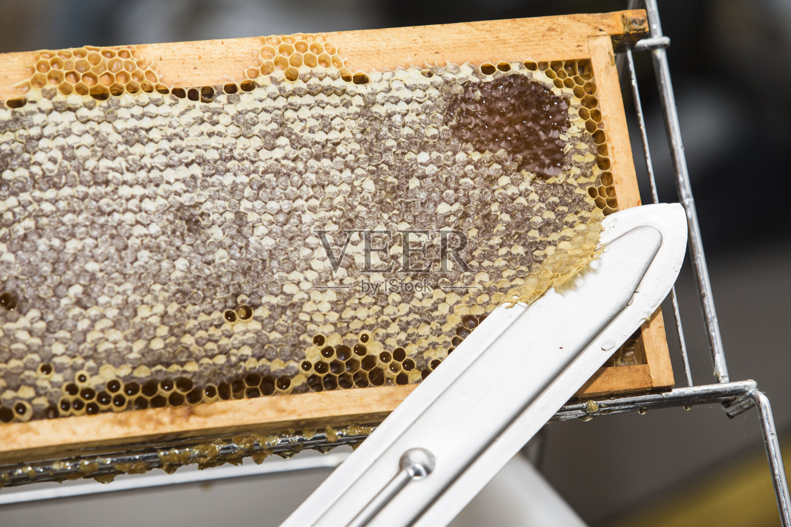 养蜂人把蜂蜡从蜂房中取出照片摄影图片