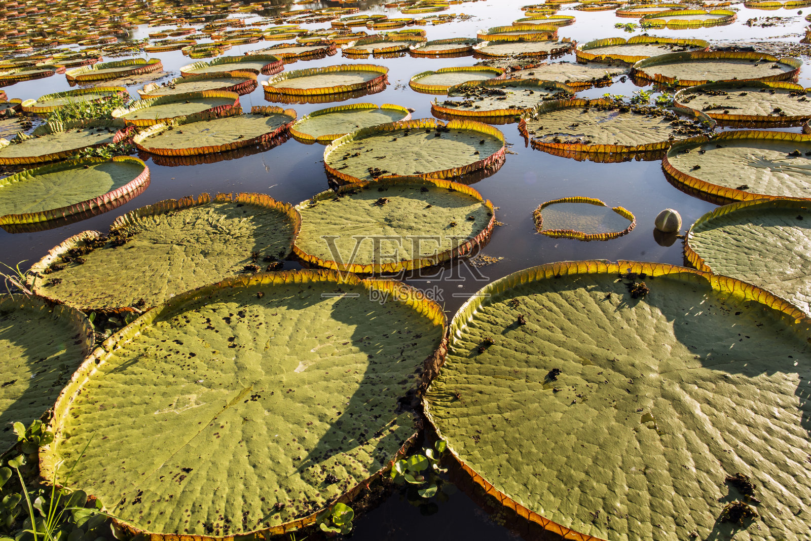 维多利亚睡莲叶照片摄影图片