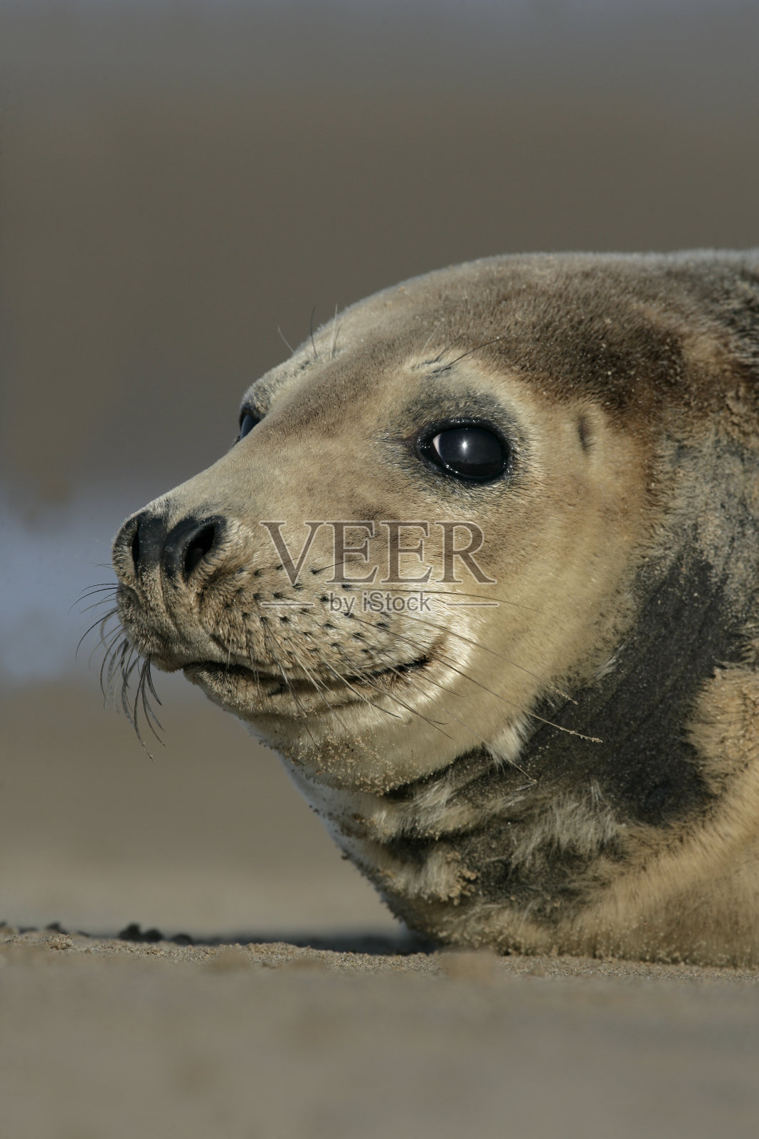 灰色海豹， 哈利乔鲁斯格里普斯照片摄影图片