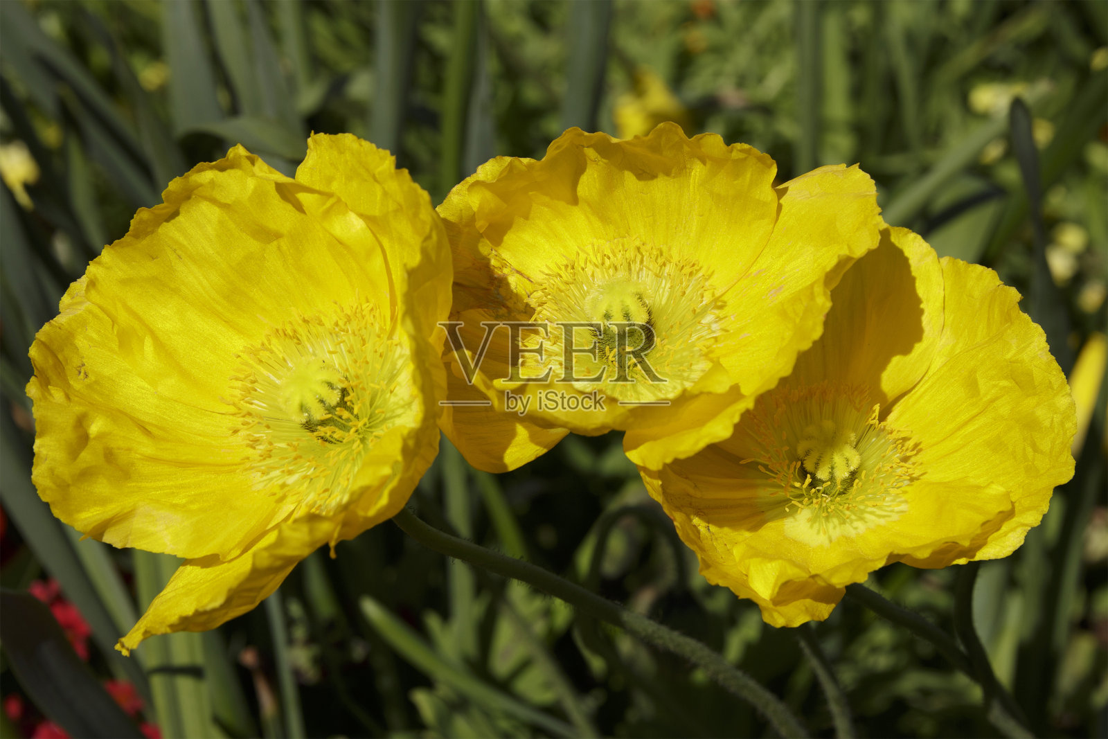 黄色的冰岛罂粟照片摄影图片