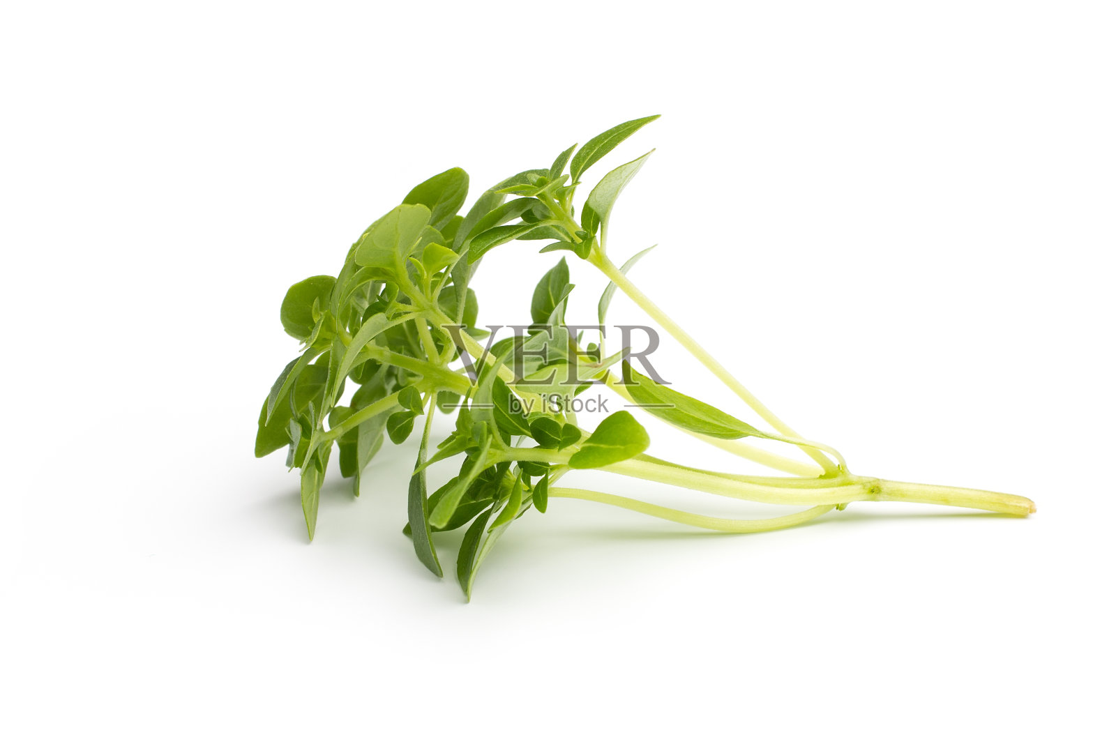 罗勒。照片摄影图片