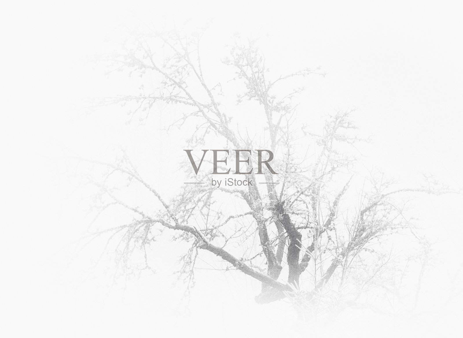 黑色和白色的冬天的雾和树照片摄影图片