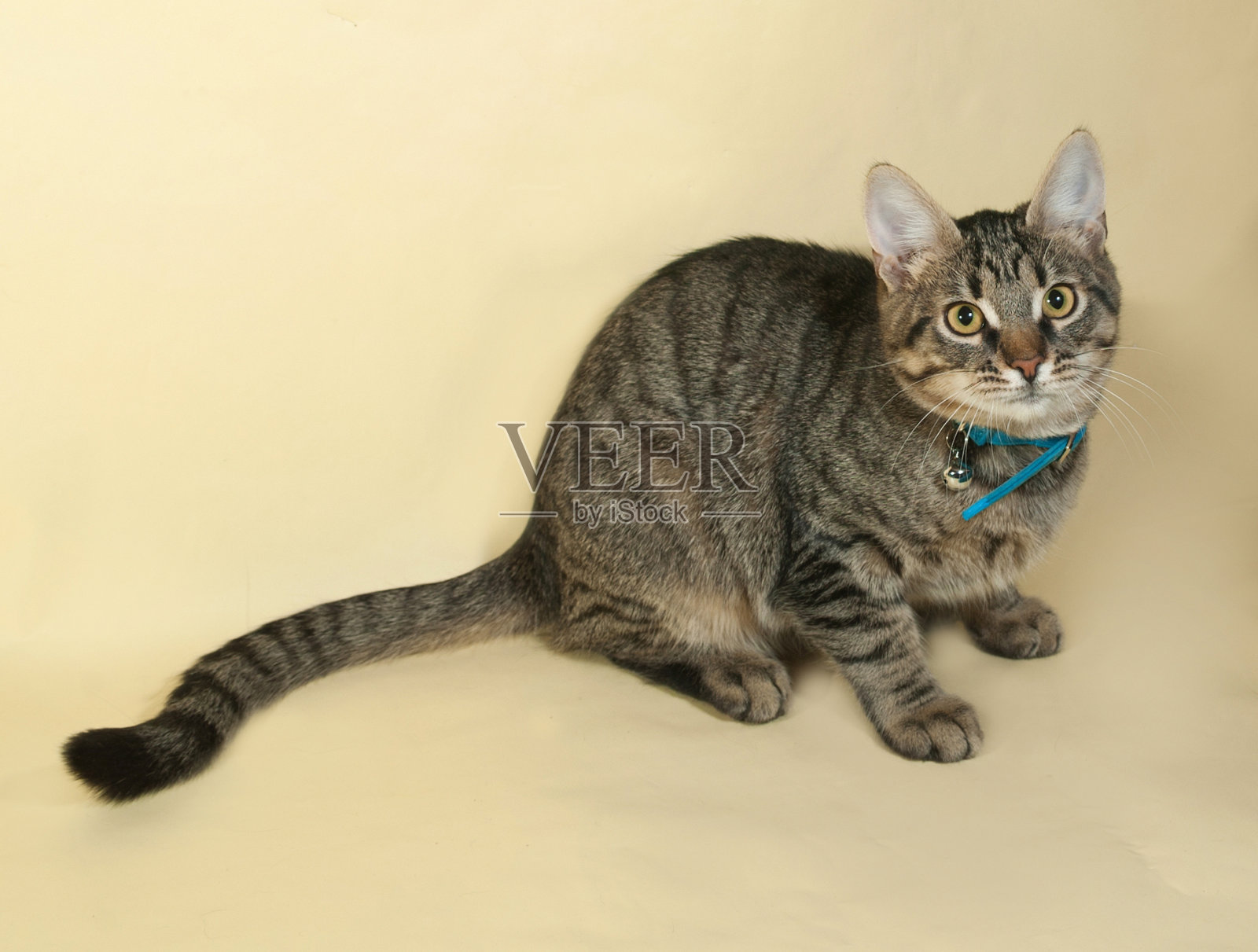 蓝领的虎斑小猫在黄色的地上休息照片摄影图片