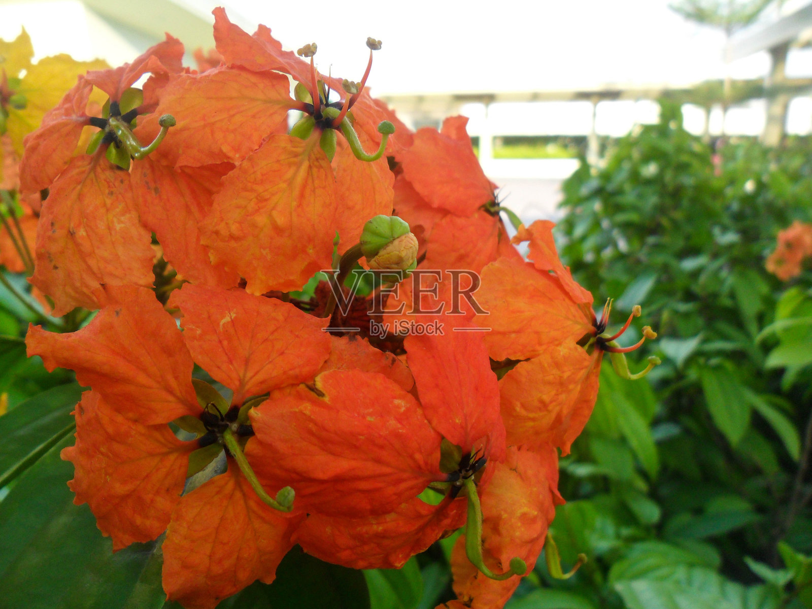 橘色花照片摄影图片