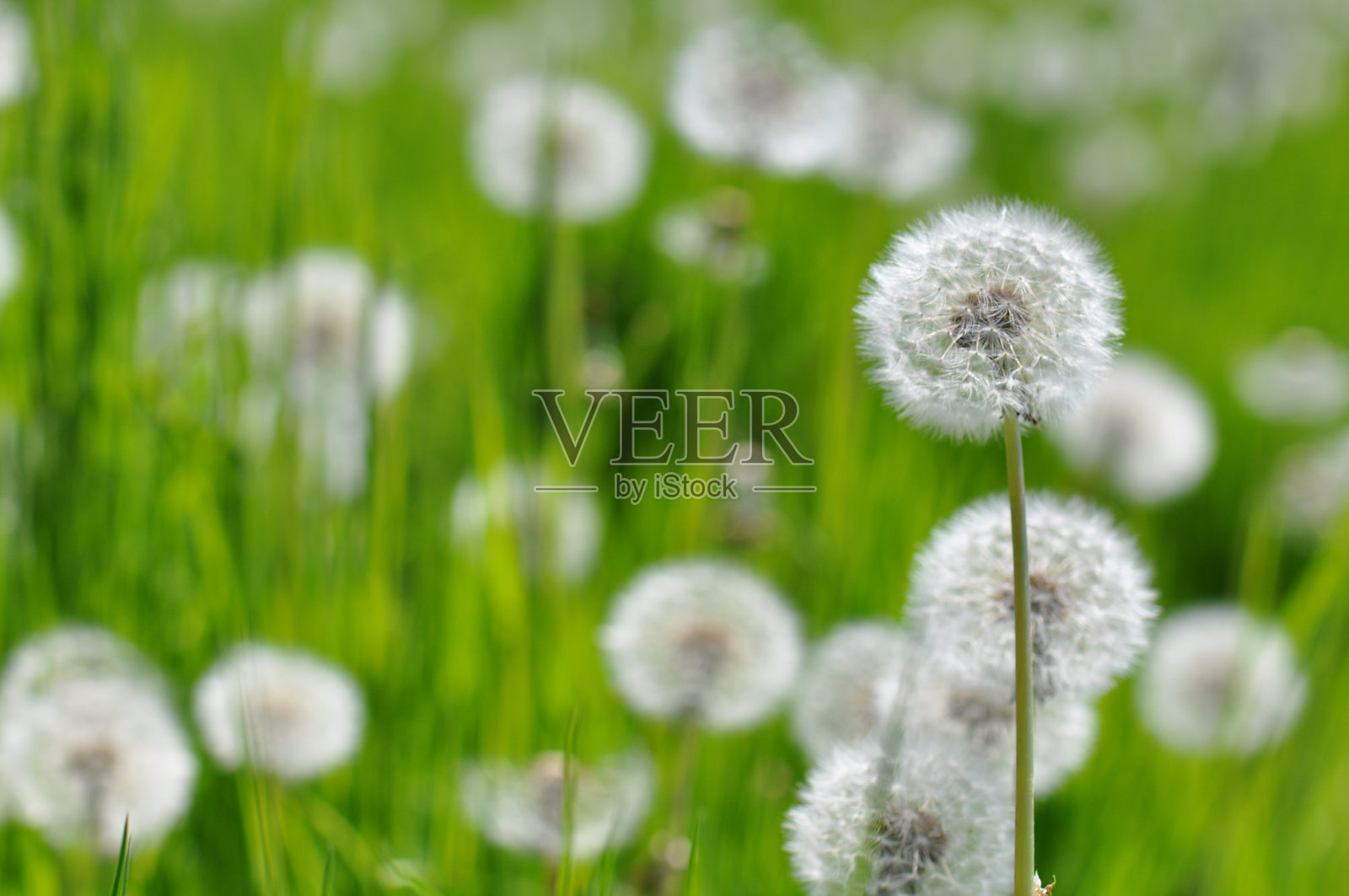 蒲公英的种子田照片摄影图片