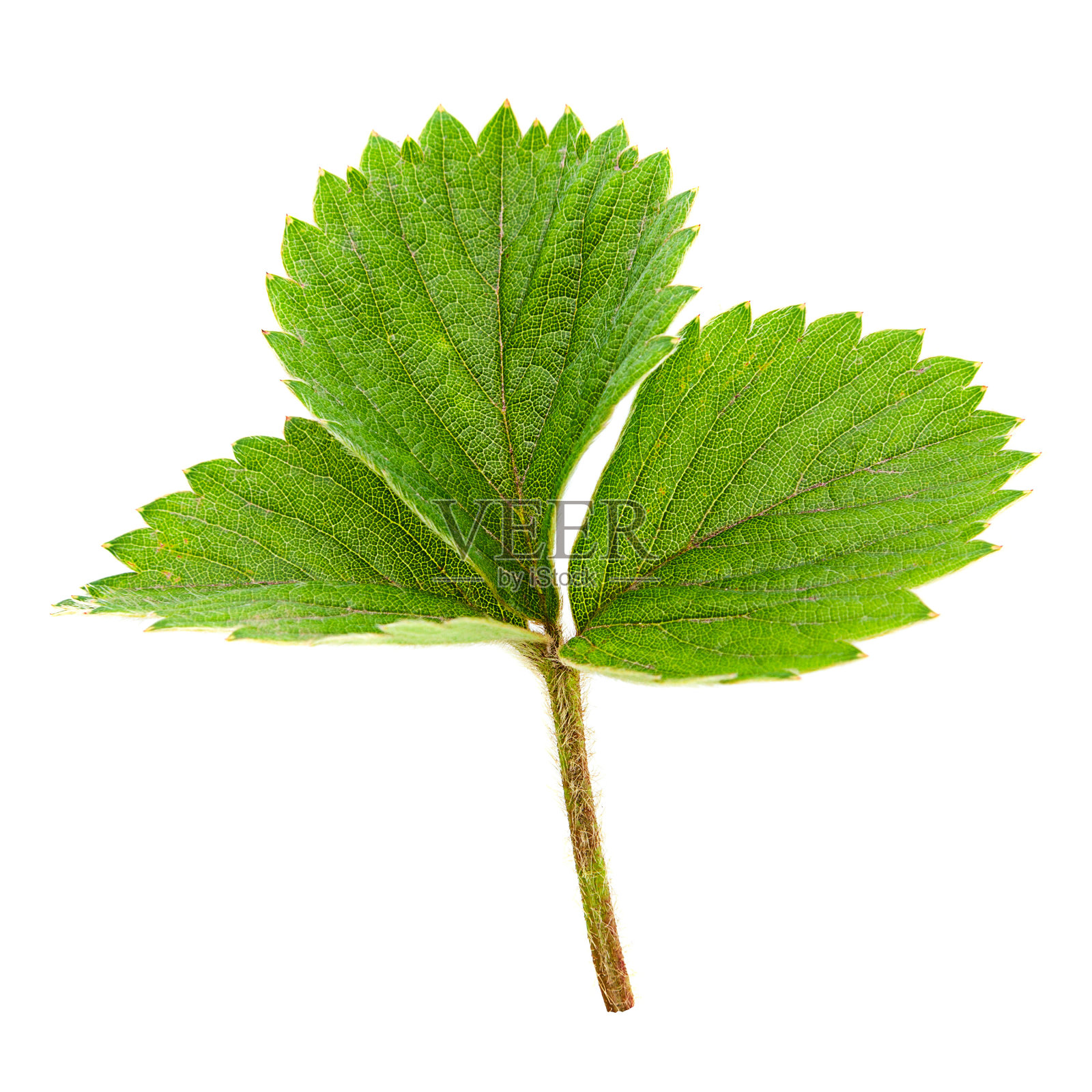 草莓的叶子照片摄影图片