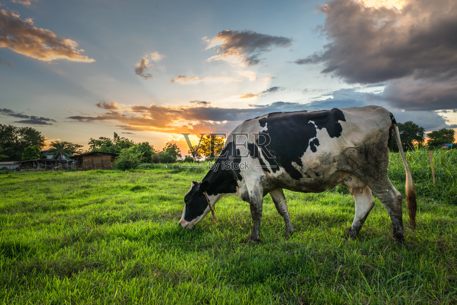 奶牛在绿色的田野里照片摄影图片