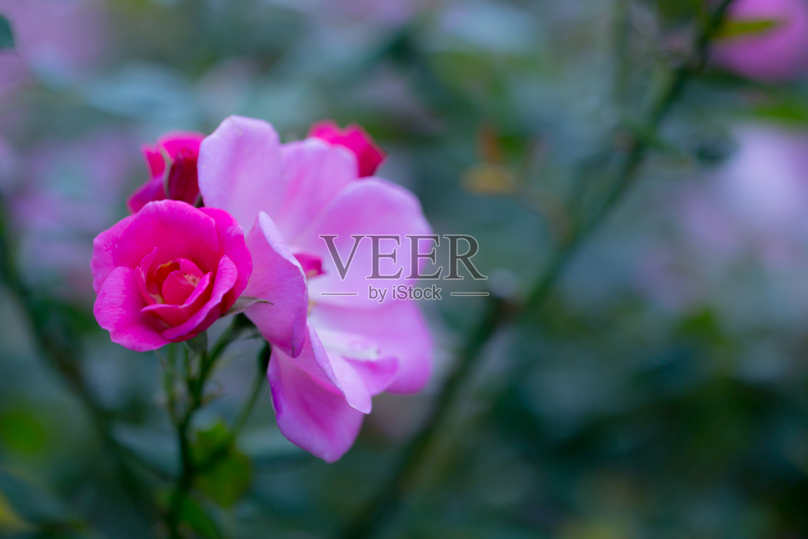 紫色的玫瑰照片摄影图片