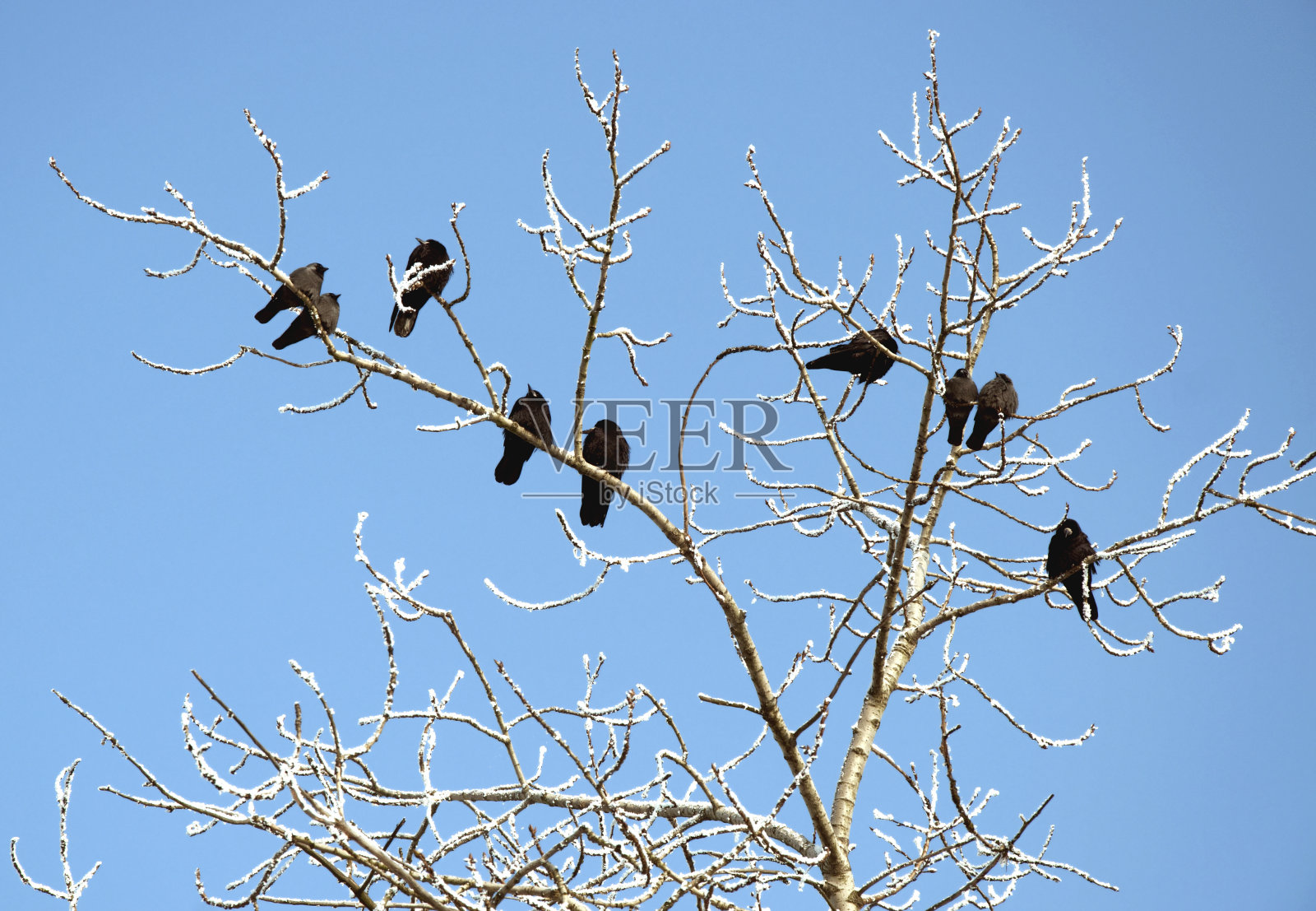冬天白嘴鸦在树上照片摄影图片