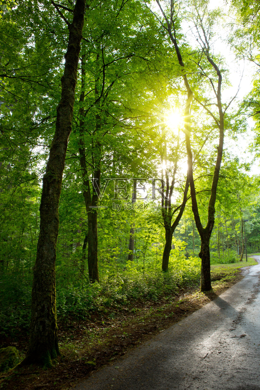德国夏日森林里的日落。照片摄影图片