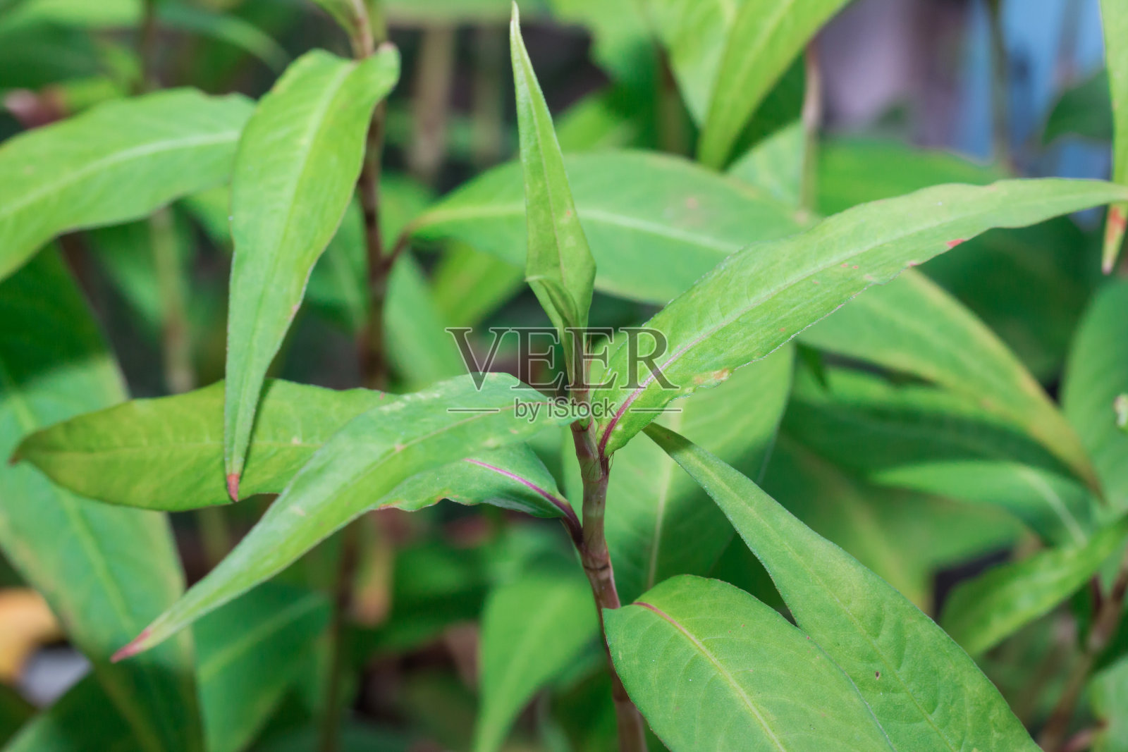 越南新鲜香菜照片摄影图片