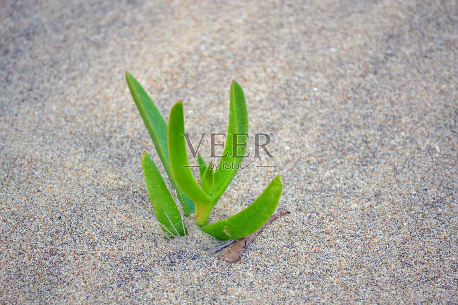 植物在海滩照片摄影图片